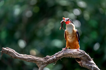 The White-throated Kingfisher and prey on a branch in nature