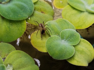 spider on a Pistia Stratiotes plant looking for prey