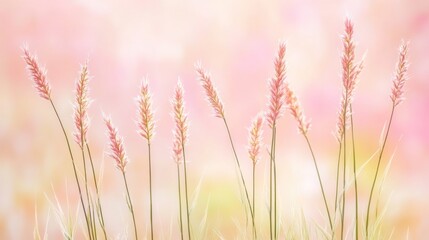 Fototapeta premium Delicate pink grass stems against a soft, blurred pastel background.