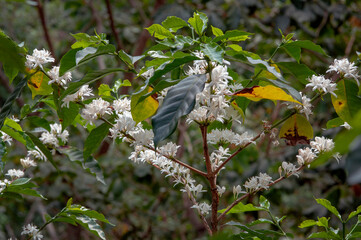 Coffee tree in blossom.