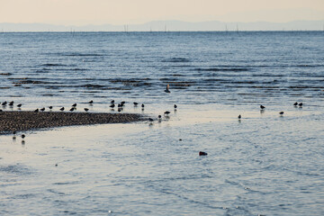 干潟の波打ち際に集まるチドリたち