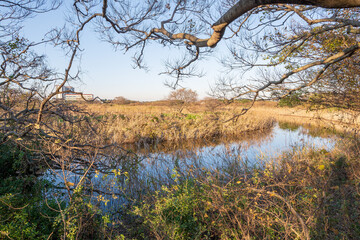 干潟の草むらをかき分けた先にあるサンクチュアリの目玉形の池