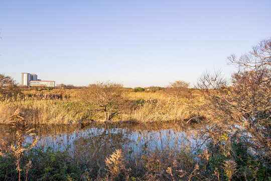 枯れた葦原の中の野鳥のサンクチュアリ 浸透実験池跡