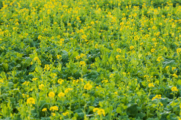 全盛期の春を待ち 咲き始めた黄色の菜の花畑
