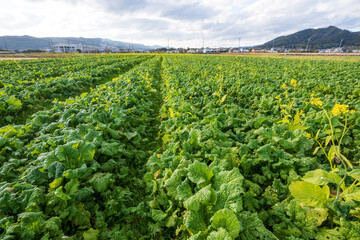 全盛期の春を待つ まだ緑が多い菜の花畑