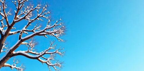 Bare branches of a tree against a bright blue sky, tree branch, icy, winter