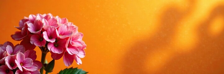 Fototapeta premium Pink lantana flowers against orange wall with sunlight filter, flowers, orange, light