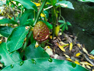 Zingiber zerumbet is a plant that has long been used as medicine or herbal medicine