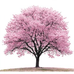 Fototapeta premium Pink Cherry Blossom Tree