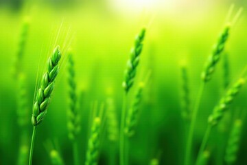 Soft green wheat sways in gentle spring breeze, nature, crop, green wheat field