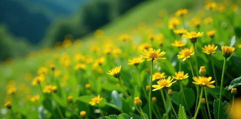 Obraz premium Small yellow flowers blooming on a grassy hillside, flora, plants