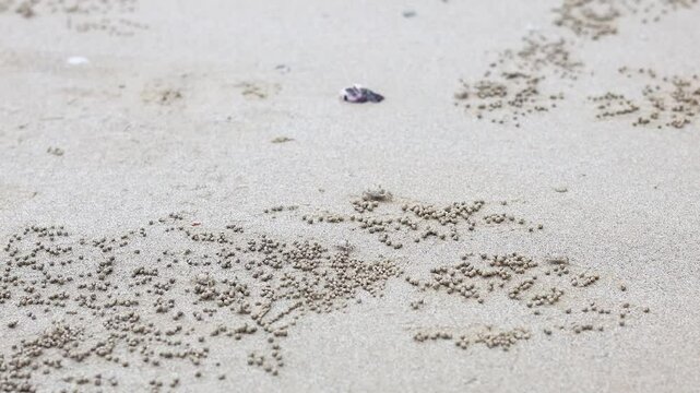 Ghost Crab on Krabi Beach
