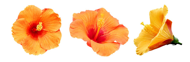 Bright large orange hibiscus flower. Flowers of Chinese hibiscus, China rose, Hawaiian hibiscus, rose mallow , shoeblack plant (Hibiscus rosa-sinensis). 