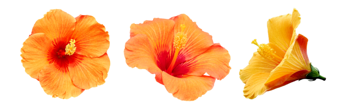 Bright large orange hibiscus flower. Flowers of Chinese hibiscus, China rose, Hawaiian hibiscus, rose mallow , shoeblack plant (Hibiscus rosa-sinensis). 
