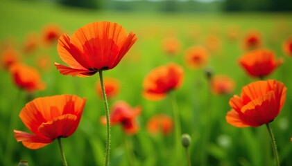 Obraz premium Bright red poppy flowers blooming in a green field, flowers, garden, green