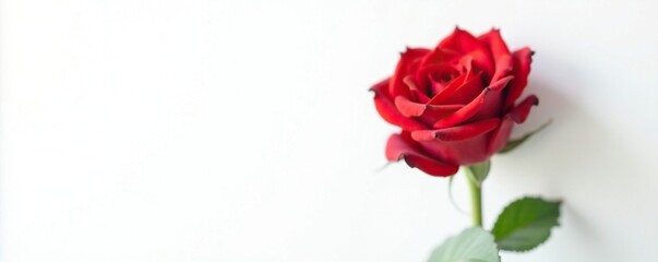 A single bright red rose against a simple white background, clean, solitary