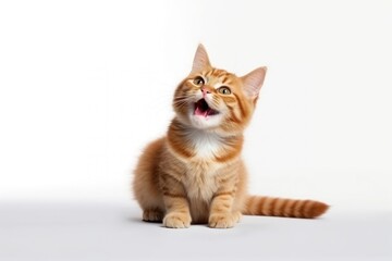 Obraz premium Mammal animal kitten cute.