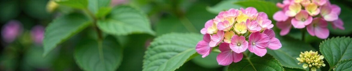 Partially open hydrangea flowers revealing complete buds, hydrangea, garden
