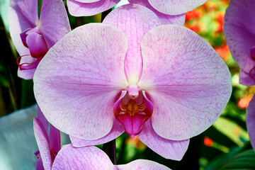 Close cup of purple flowering orchid. Beautiful purple orchid flower. Phalaenopsis orchid flower	