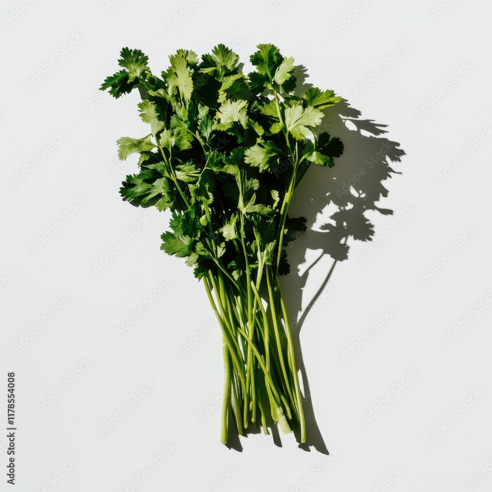 Aufkleber fresh cilantro with vibrant green leaves on a white background highlighting its texture and freshnes