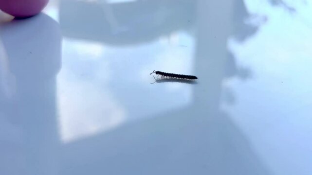  in indonesia this name is kaki seribu or millipede.
