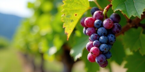 Ripe shiraz grapes on the vine in the okanagan valley, wine country, full color, ripening
