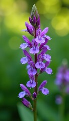Obraz premium Purple flowers blooming on a herbaceous plant stem, , herbaceous plants, plants