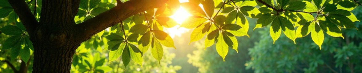 Dappled sunlight filters through a tree's canopy, natural forms, foliage, sunbeams