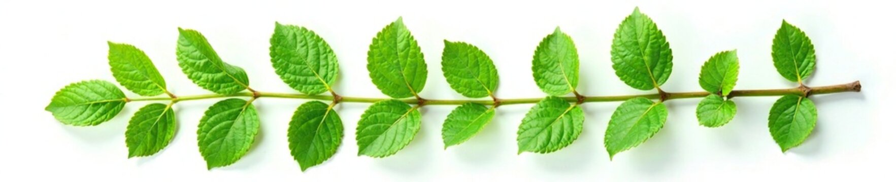 Fresh green branch of Salal Gaultheria Shallon isolated on white background, greenery, plant