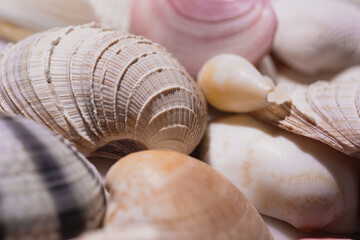 Summer advertising. Seashells for design. Mollusk shells. Seashell background. Texture of the shells. Seashell background. Colorful sea shells as background. Marine shell.