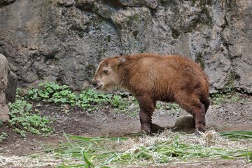 放尿するターキンの子供