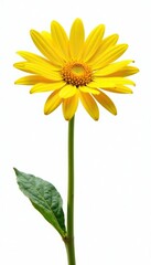 Naklejka premium Bright yellow Rudbeckia petals against white background with stem, flowers, goldenrod