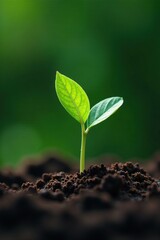 Fototapeta premium Small green shoot breaks through soil surface, greenery, minimalism