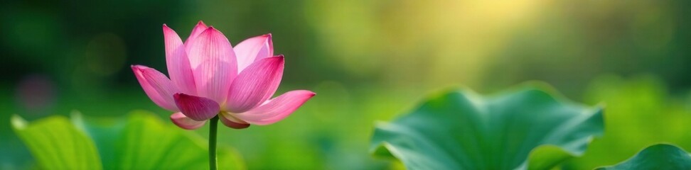 Fototapeta premium Soft pink lotus flower blooming in the morning dew, greenery, serene