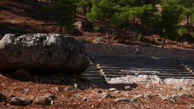 A relaxed tortoise reaching the Delphos stadium, Greece