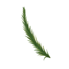 Watercolor illustration of a green spruce branch. Botanical drawing is done by hand. Drawing for photo wallpaper, stickers, scrapbooking