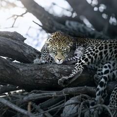 Leopard Resting on Branch: A majestic leopard, its spots blending seamlessly with the bark of a weathered branch, rests in the dappled sunlight of the African wilderness.