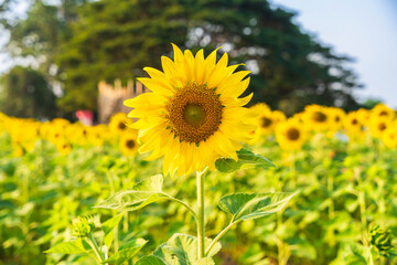 Golden Sunflowers field at blooming farm agricultural Summer sunset and blue sky background texture with white clouds in Thailand