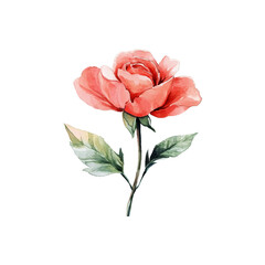 Vector beautiful red coral rose watercolor isolated on white background
