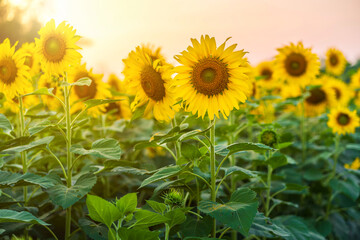 Fototapeta premium Golden Sunflowers field at blooming farm agricultural Summer sunset and bright sun lights background in Thailand