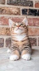 Obraz premium Adorable Kitten Fluffy Pet Cute Cat Brown Tabby Paws Brick Background