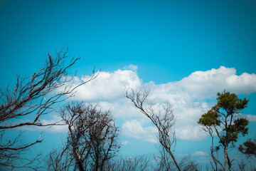 A nature refuge, bordered by dramatic cliffs, North Head Sanctuary, Manly, is located on the peninsula at the northern entrance to Sydney Harbour.