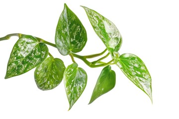 Fototapeta premium Vibrant variegated leaves on vine