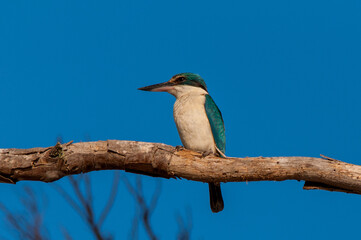 Australian Kingfisher