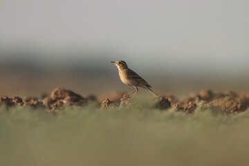 Paddyfield pipit standing on the ground. Bird background.