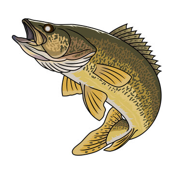 walleye fishing illustration logo vector image t shirt