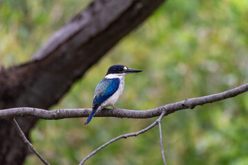 Forest Kingfisher