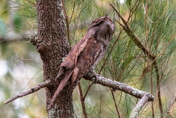Tawny frogmouth