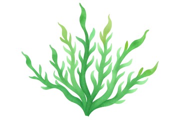 Obraz premium seaweed