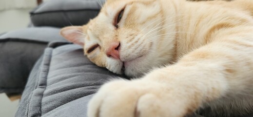 The most adorable sleep. © PJ.WudDy